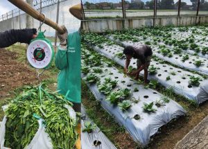 Panen Fakcoy dan Kangkung, Lapas Narkotika Kelas IIA Bandung Optimalkan Pembinaan dan Dukung Ketahanan Pangan