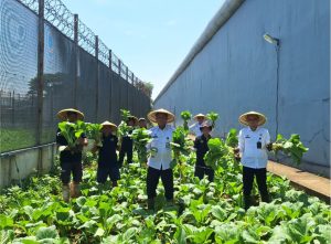 Panen Sayuran Sosin dan Kangkung Warnai Kegiatan Pembinaan di Lapas Narkotika Bandung